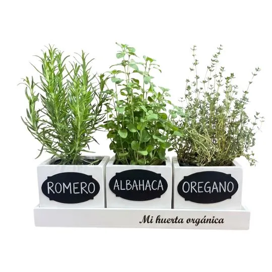 Huerta organica con plantas aromaticas blanca 